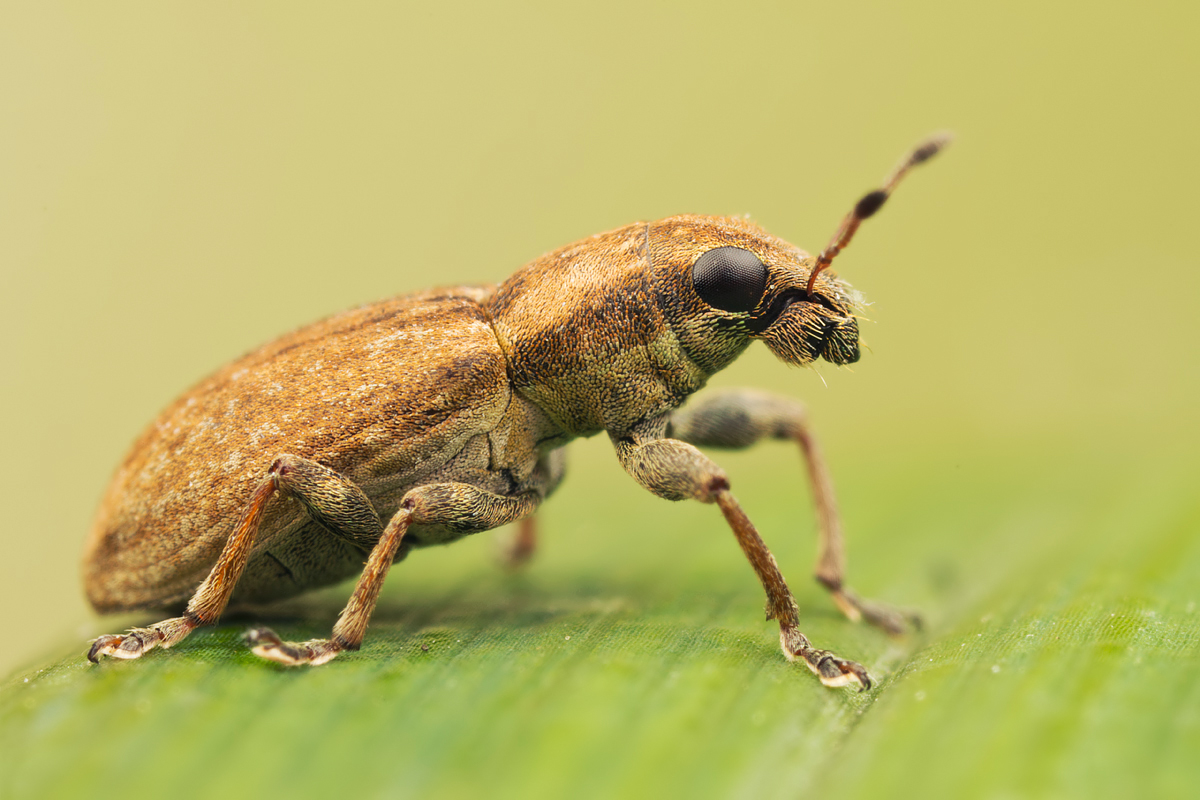 Weevil - Sitona sp. 2